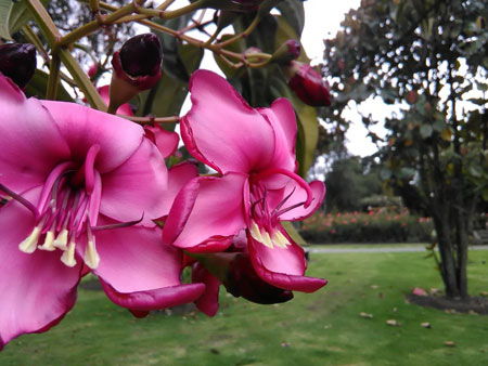 Delightful flowers at Jardin Botanico de Medellin.